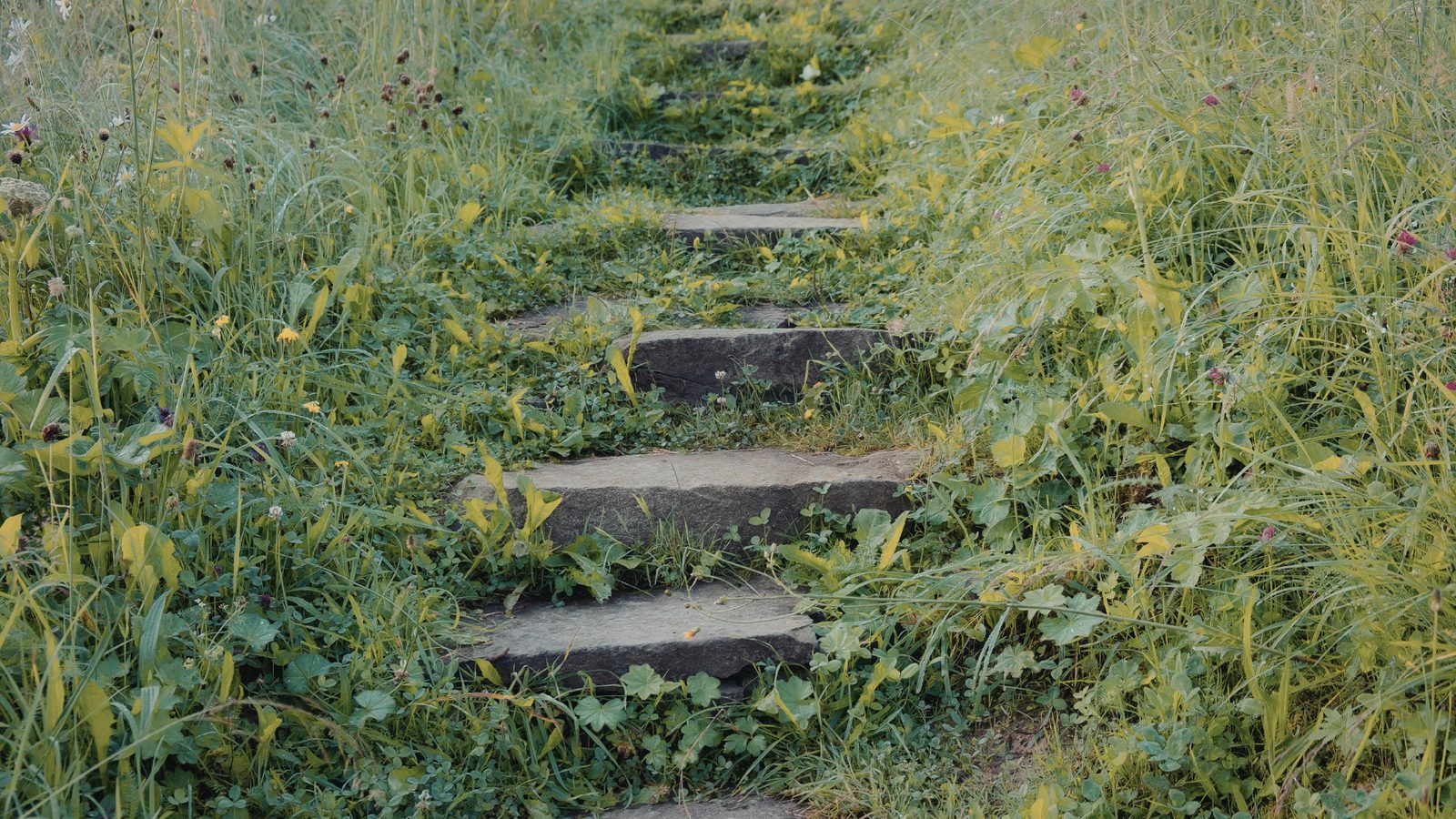 Marches de pierre dans l'herbe fleurie