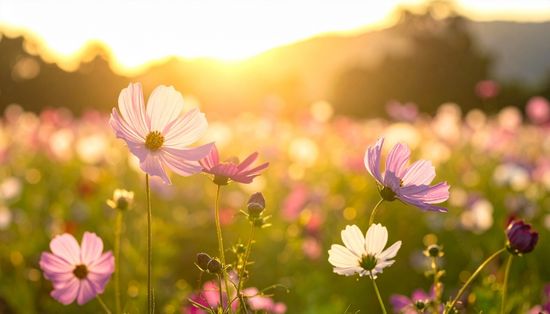 Fleurs des champs épanouies dans la lumière du soir