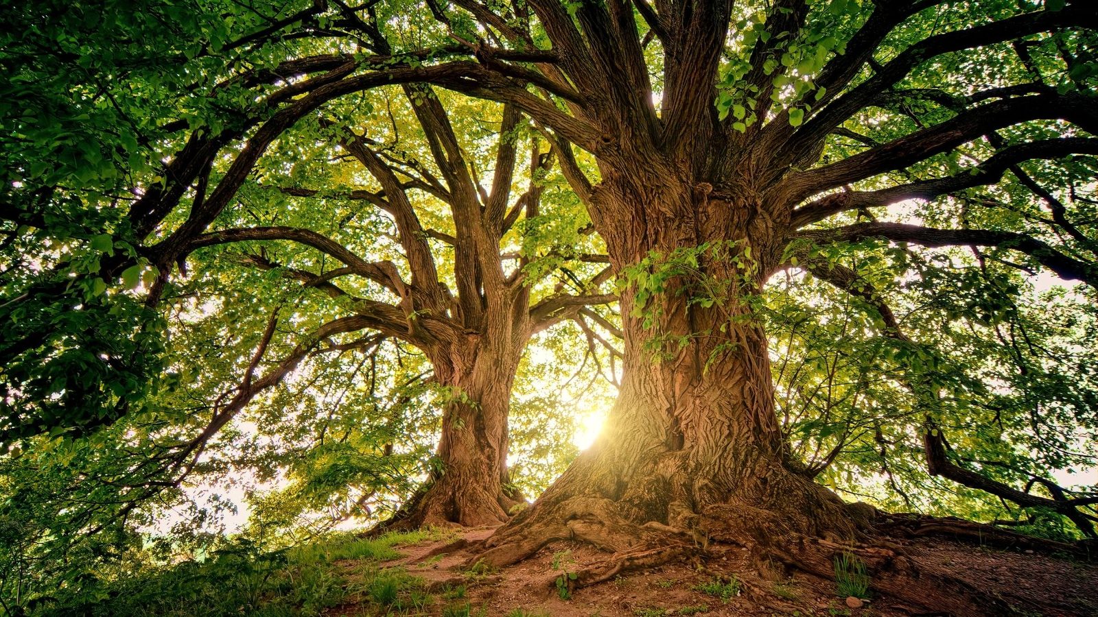 Grand arbre majestueux baigné de lumière